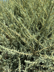Suaeda taxifolia, photograph (c) Rachel Lee Harper, some rights reserved (CC BY)