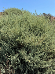Suaeda taxifolia, photograph (c) Rachel Lee Harper, some rights reserved (CC BY)