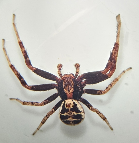 Elegant crab spider photo 4