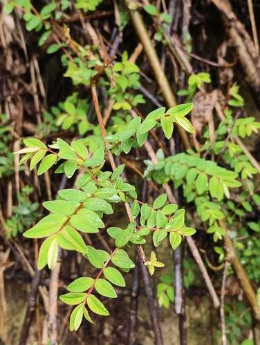 Hypericum geminiflorum observed 2026-05-12