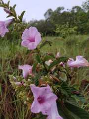 Ipomoea argentea