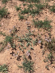 Phacelia arizonica