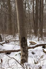 Acer pensylvanicum