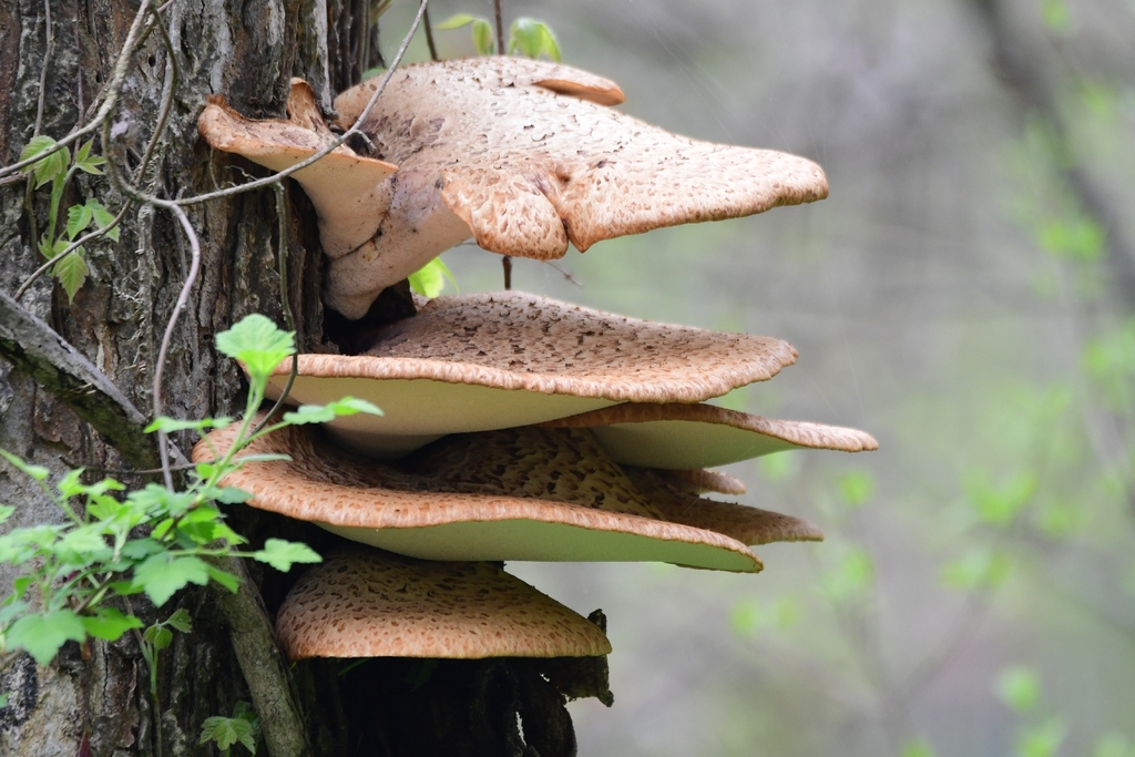 Dryad's Saddle · May 2026 · photo: Photo: (c) Alexis Williams, some rights reserved (CC BY) · iNaturalist