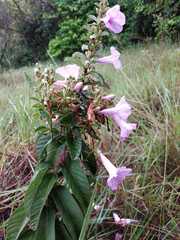 Ipomoea argentea