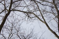 Acer pensylvanicum