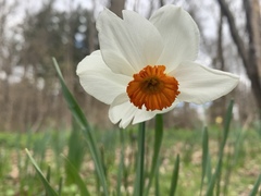 Narcissus poeticus
