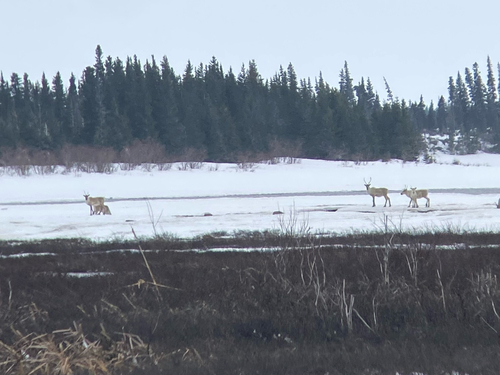 caribou des bois observed by fxgrandmont