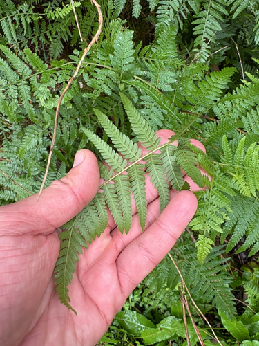 Hypolepis muelleri, photograph 6