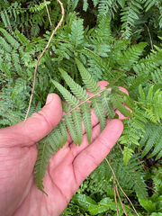 Hypolepis muelleri, photograph (c) Bryce Watts-Parker, some rights reserved (CC BY)