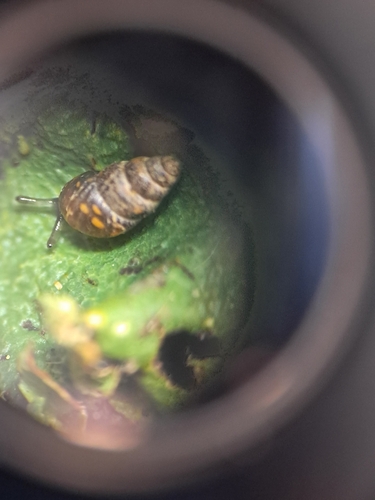 Tornatellinops novoseelandicus observed 2026-05-12