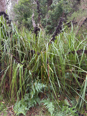 Gahnia clarkei, photograph (c) Bryce Watts-Parker, some rights reserved (CC BY)