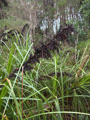 Gahnia clarkei, photograph (c) Bryce Watts-Parker, some rights reserved (CC BY)