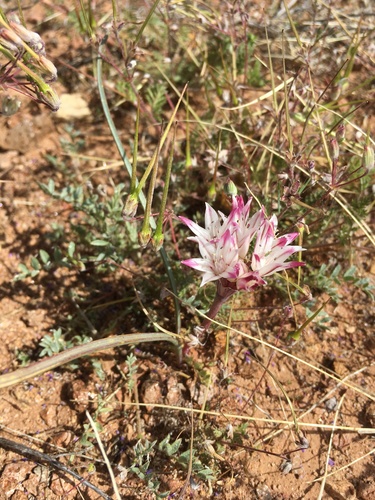 Bigelow's onion (Allium bigelovii)