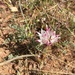 Allium bigelovii - Photo no hay derechos reservados, subido por Patrick Alexander