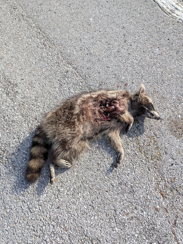 Common Raccoon photographed in Nebraska