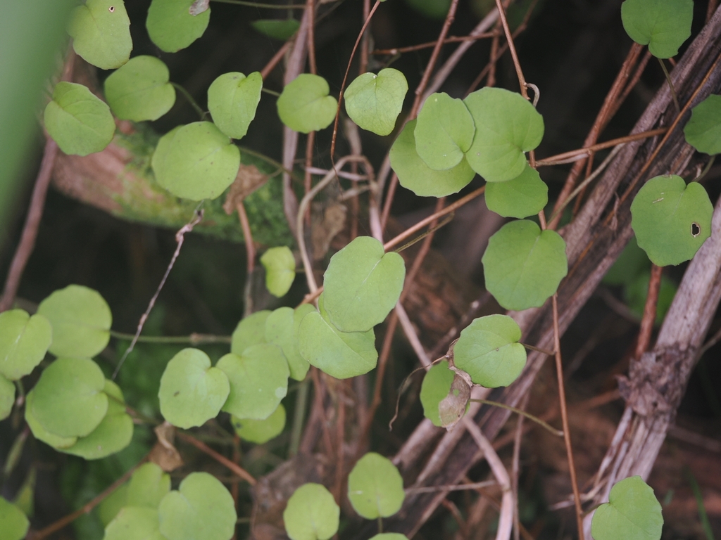 Fuchsia procumbens; photograph (c) Angus Campbell, some rights reserved (CC BY)