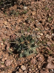 Coryphantha robustispina uncinata
