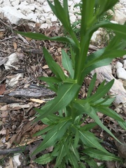 Helenium elegans