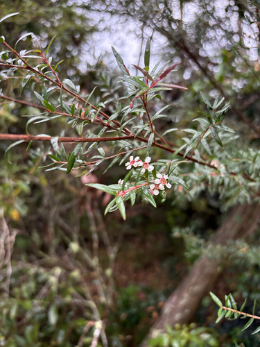 Sannantha pluriflora