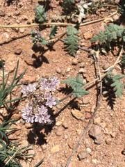 Phacelia arizonica