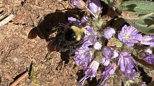 iNaturalist observation photo of Yellow-faced Bumble Bee