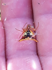 Micrathena furcata