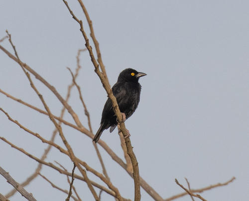 Vieillot's Black Weaver (Ploceus nigerrimus), photo 2