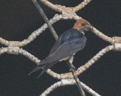 Lesser Striped Swallow