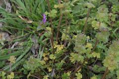 Lamium amplexicaule