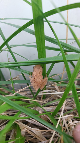 Spring Peeper observed by quercivory