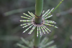 Equisetum