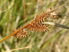 Carex extensa