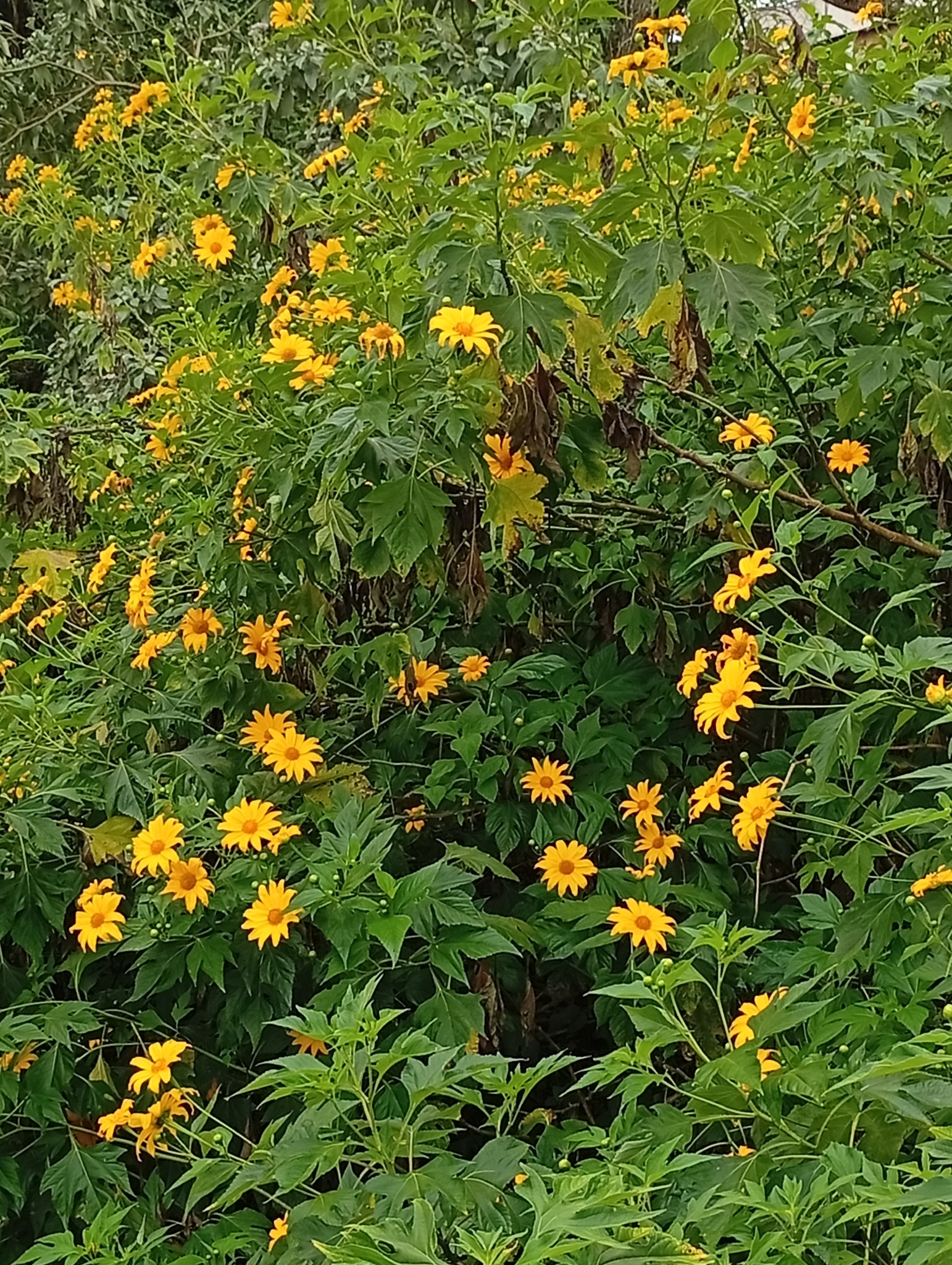 Tithonia diversifolia