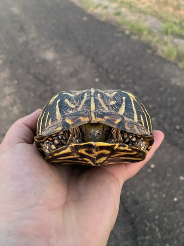 Ornate Box Turtle observed by smiley_family_tx