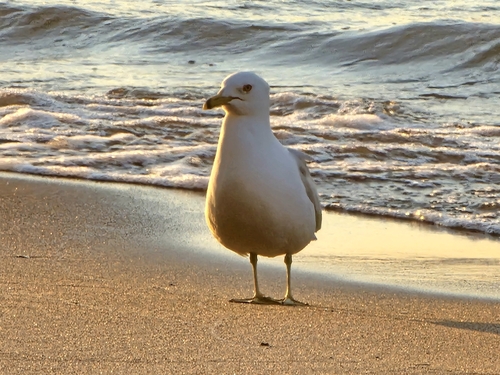 Ring-billed Gull observed by stickerburr