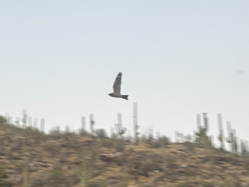 Lesser Nighthawk observed by grahamlf