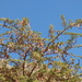 Acacia gerrardii