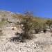 Acacia gerrardii