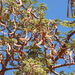 Acacia gerrardii