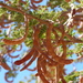 Acacia gerrardii