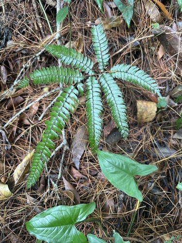 Adiantum tetraphyllum observed 2026-05-09