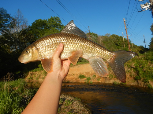 Shorthead redhorse (Moxostoma macrolepidotum) — Catostomidae