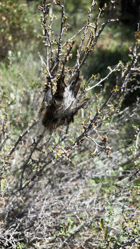 iNaturalist observation photo of Western Tent Caterpillar Moth