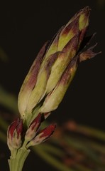 Indigofera fulcrata