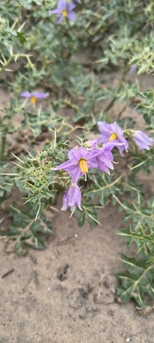 Solanum virginianum, photograph 6