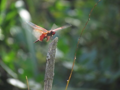 Tramea stenoloba
