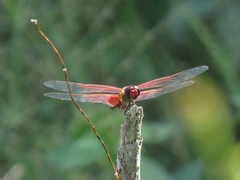 Tramea stenoloba