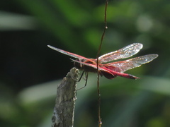 Tramea stenoloba