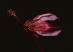 Indigofera filicaulis